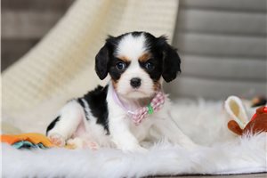 Helen - puppy for sale