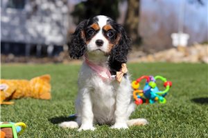 Rosie - Cavalier King Charles Spaniel for sale