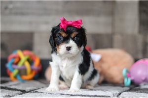 Rileigh - puppy for sale