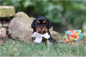 Kent - puppy for sale