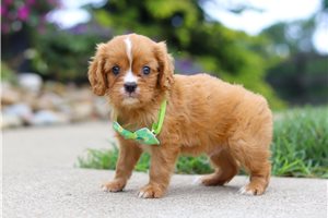 Mateo - puppy for sale