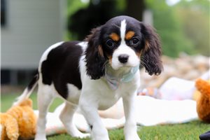 Cameo - Cavalier King Charles Spaniel for sale