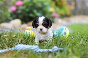 Jules - puppy for sale