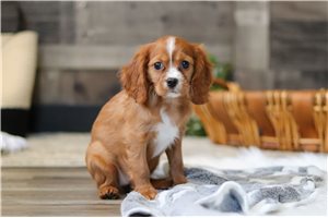 Katherine - Cavalier King Charles Spaniel for sale