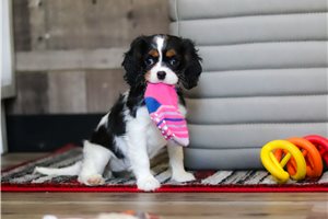 Rosebud - Cavalier King Charles Spaniel for sale