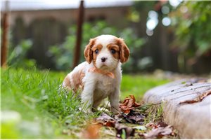 Dillie - Cavalier King Charles Spaniel, placed in Akron / Canton