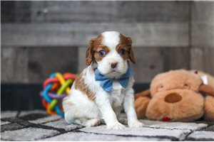 Ross - Cavalier King Charles Spaniel for sale