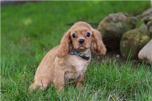 Sullivan - Cavalier King Charles Spaniel for sale