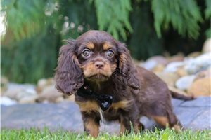 Landon - Cavalier King Charles Spaniel for sale