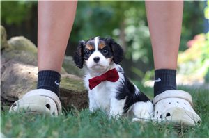James - Cavalier King Charles Spaniel for sale