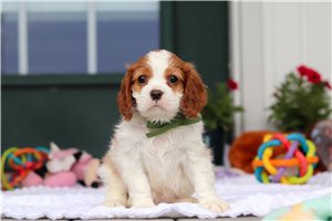 Shepherd - Cavalier King Charles Spaniel for sale