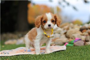 Irving - Cavalier King Charles Spaniel for sale