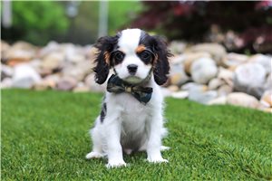 Cedric - Cavalier King Charles Spaniel for sale
