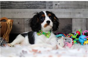 Riley - Cavalier King Charles Spaniel for sale