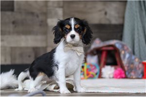 Adeline - Cavalier King Charles Spaniel for sale