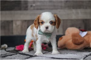 Patches - puppy for sale