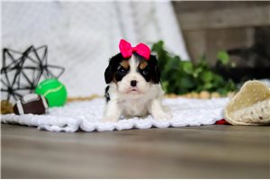 Dahlia - Cavalier King Charles Spaniel for sale