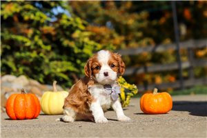 Gordan - puppy for sale