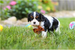 James - Cavalier King Charles Spaniel for sale