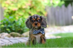 Saint - Cavalier King Charles Spaniel for sale