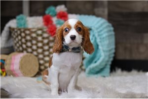 Ross - Cavalier King Charles Spaniel for sale