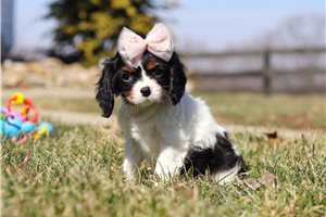 Rosemary - Cavalier King Charles Spaniel for sale