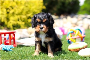 Cupcake - Cavalier King Charles Spaniel for sale