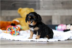 Alex - puppy for sale