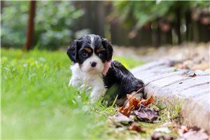 Diva - puppy for sale