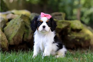 Maeve - puppy for sale