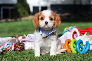 Icarus - Cavalier King Charles Spaniel for sale