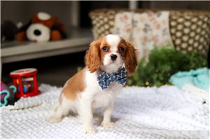 Dominic - Cavalier King Charles Spaniel for sale