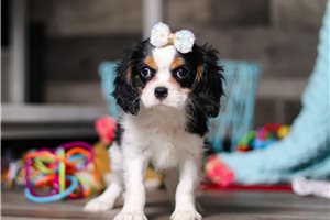 Roslyn - Cavalier King Charles Spaniel for sale