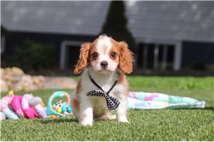 Jethro - Cavalier King Charles Spaniel for sale