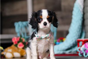 Rio - Cavalier King Charles Spaniel for sale
