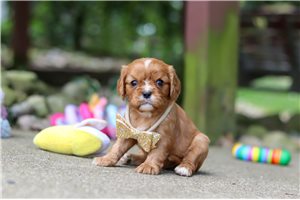 Kyra - puppy for sale