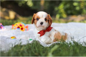 Julian - Cavalier King Charles Spaniel for sale