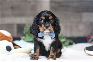Ronan - Cavalier King Charles Spaniel for sale