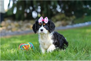 Diva - Cavalier King Charles Spaniel for sale