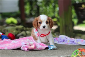 Julian - Cavalier King Charles Spaniel for sale
