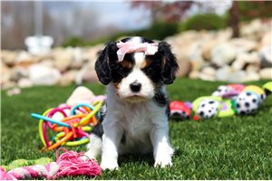 Claire - puppy for sale