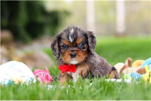 Saint - puppy for sale