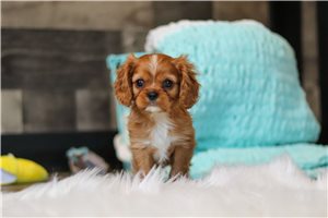 Axel - Cavalier King Charles Spaniel for sale