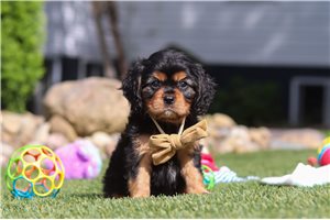 Kent - Cavalier King Charles Spaniel for sale