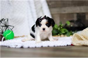 Delilah - Cavalier King Charles Spaniel for sale