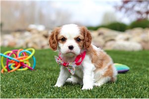 Cinnamon - puppy for sale