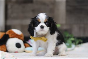Paxton - Cavalier King Charles Spaniel for sale