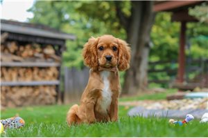 Killian - Cavalier King Charles Spaniel, placed in Akron / Canton