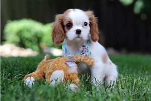 Miller - puppy for sale