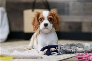 Ross - Cavalier King Charles Spaniel for sale
